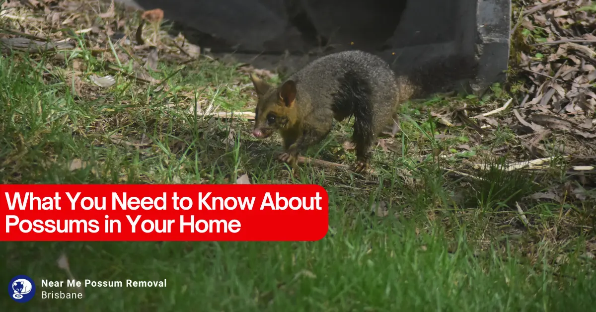 What You Need to Know About Possums in Your Home